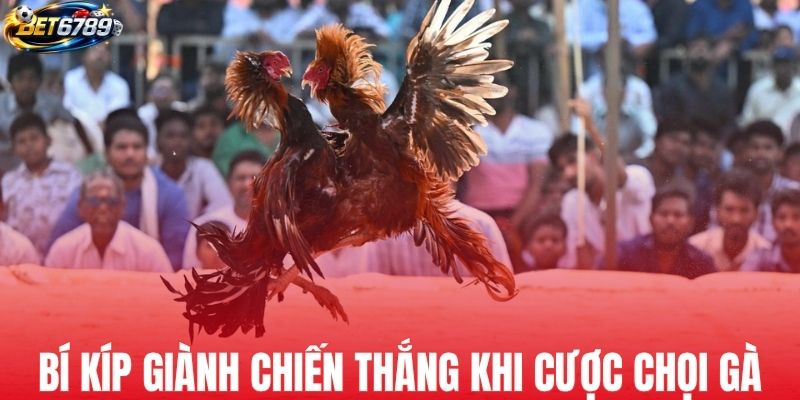 Bí kíp chiến thắng nhanh khi cược chọi gà