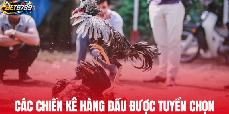 Các chiến kê được cho ra sân đều là hàng tuyển