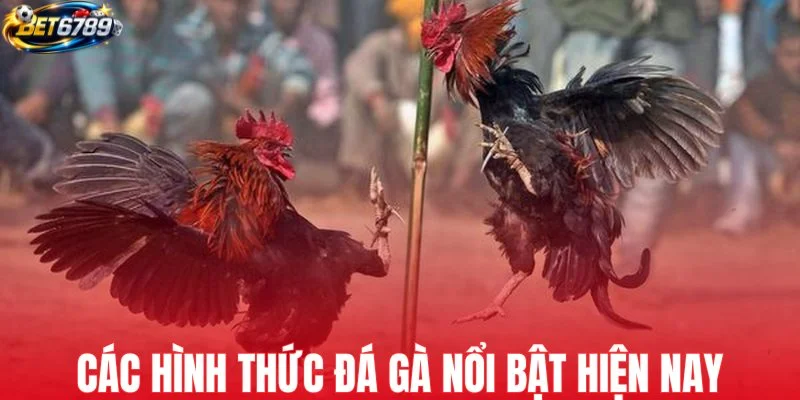 Các hình thức đá gà nổi bật hiện nay