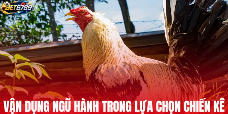 Cách ứng dụng ngũ hành trong lựa chọn chiến kê