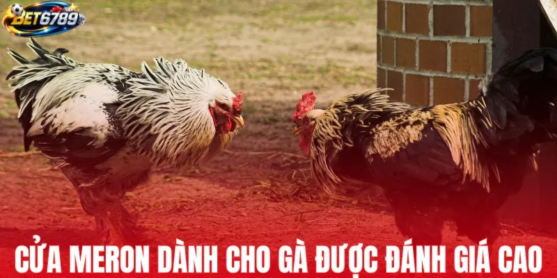 Cửa cược Meron dành cho gà được đánh giá cao