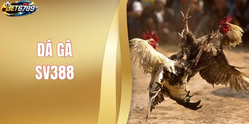 Đá Gà SV388 - Đẳng Cấp Đấu Trường Trực Tiếp Full HD
