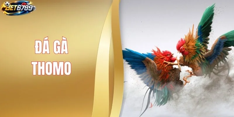 Đá Gà Thomo - Đọc Vị Chiến Kê, Chốt Kèo Cực Chuẩn Xác