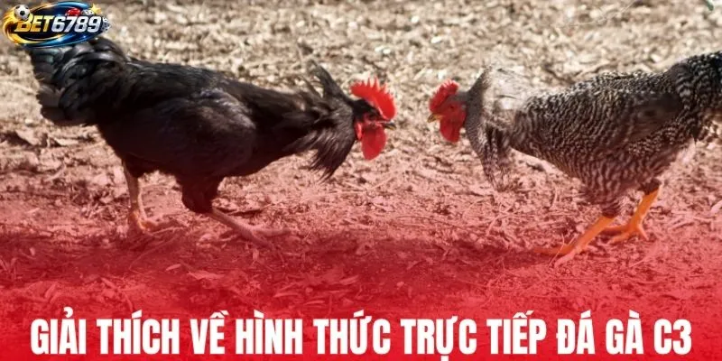 Giải thích về hình thức trực tiếp đá gà C3