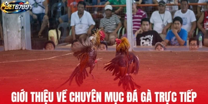 Giới thiệu chung về chuyên mục đá gà trực tiếp