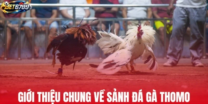 Giới thiệu chung về sảnh đá gà Thomo