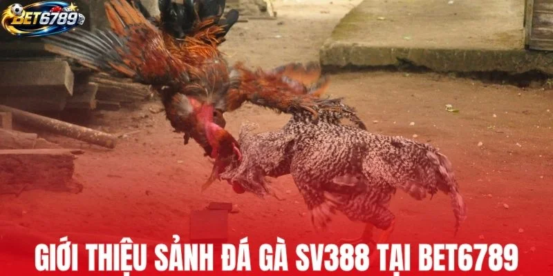 Giới thiệu sảnh đá gà SV388 tại BET6789