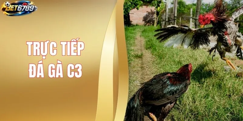 Trực Tiếp Đá Gà C3 - Kinh Nghiệm Thực Chiến Nâng Cao Cơ Hội