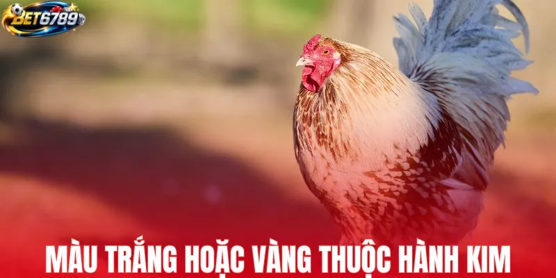 Lông trắng hoặc vàng thuộc hành kim