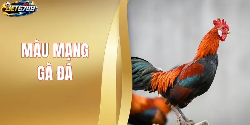 Màu Mạng Gà Đá - Cách Ứng Dụng Ngũ Hành Trong Từng Trận