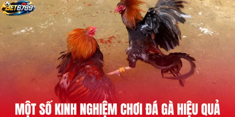 Một số kinh nghiệm chơi đá gà hiệu quả