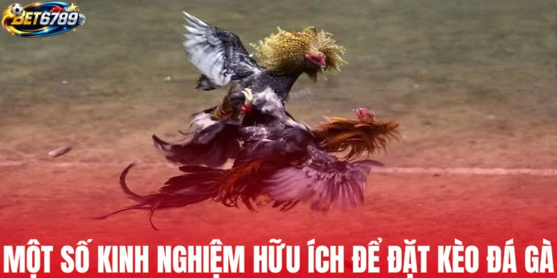 Một số kinh nghiệm hữu ích để đặt kèo đá gà