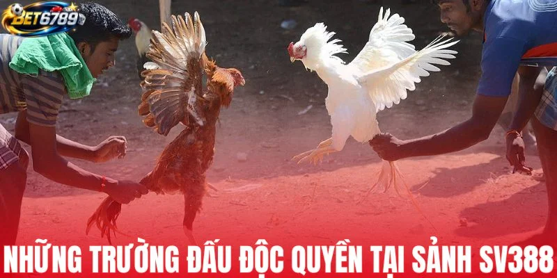 Những trường đấu độc quyền tại sảnh SV388