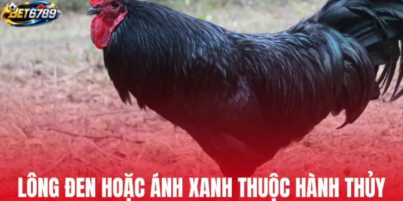 Sắc lông đen hoặc ánh xanh thuộc hành thủy