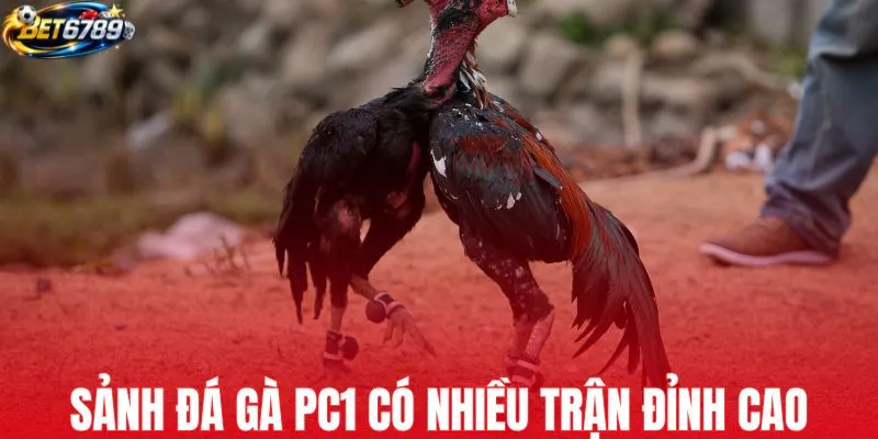 Sảnh đá gà PC1 có nhiều trận đỉnh cao