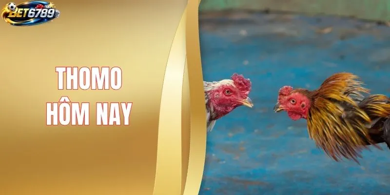 Thomo Hôm Nay Có Gì Hấp Dẫn? Cập Nhật Diễn Biến Mới Nhất