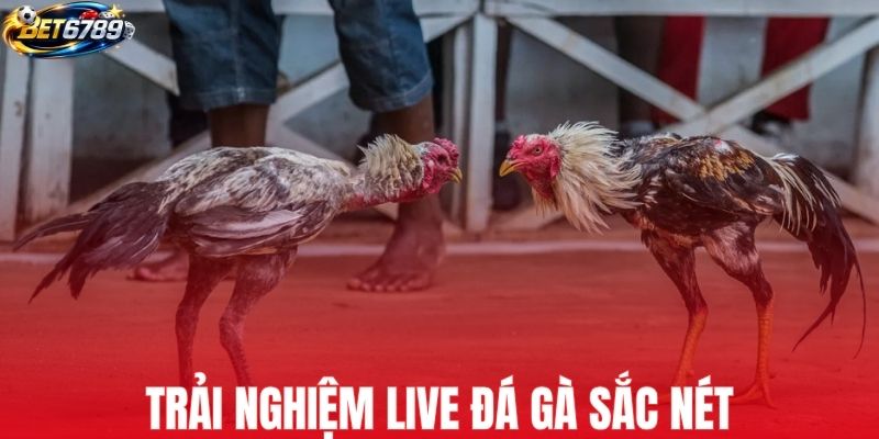 Xem trực tiếp các trận live đá gà sắc nét